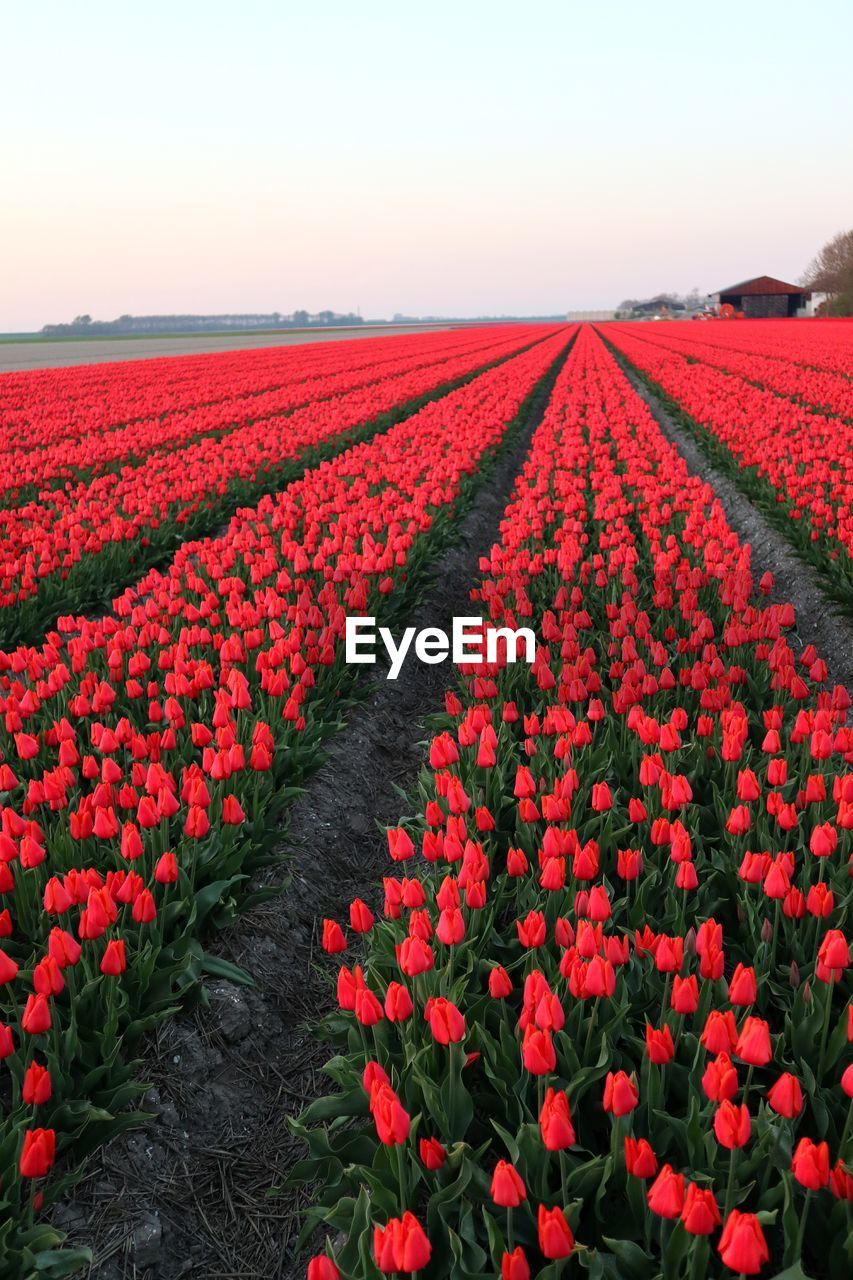 Red flowers on field against sky