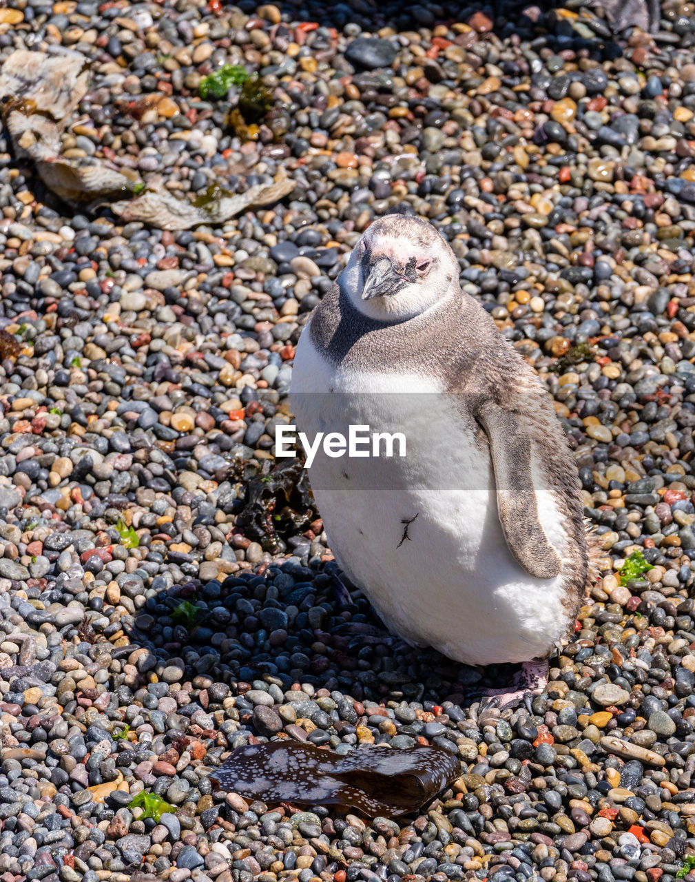 close-up of bird