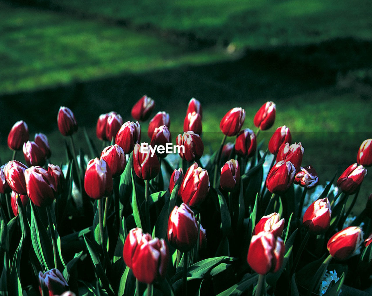 Red flowers blooming on field