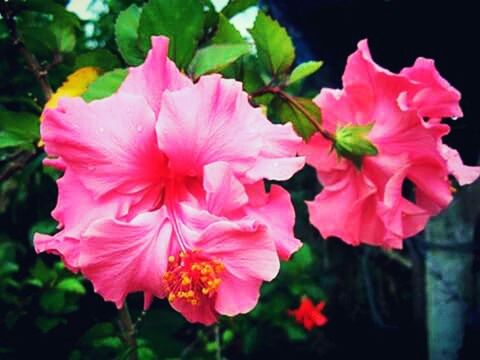 CLOSE-UP OF PINK FLOWERS