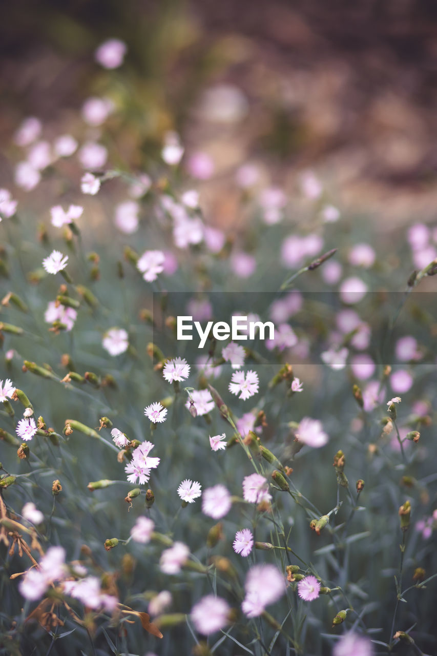 plant, flower, flowering plant, beauty in nature, nature, freshness, macro photography, blossom, growth, fragility, selective focus, no people, springtime, close-up, field, leaf, grass, outdoors, summer, backgrounds, defocused, land, environment, petal, sunlight, meadow, wildflower, day, plain, focus on foreground, purple, tranquility, flower head, food, flowerbed, inflorescence, sky