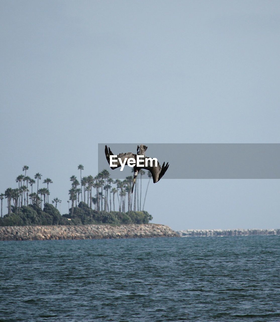 BIRD FLYING OVER SEA