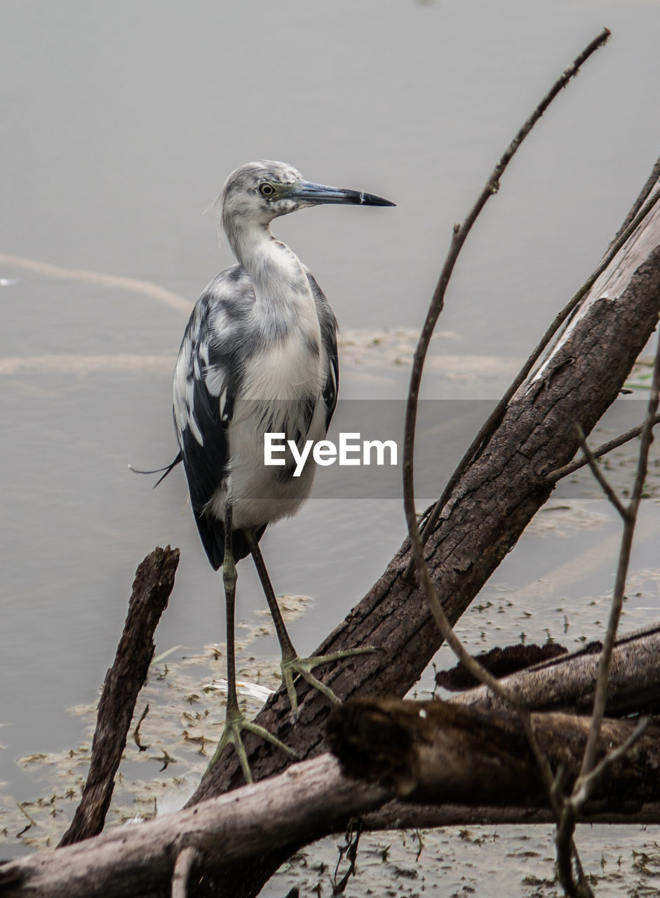 BIRD PERCHING ON BRANCH