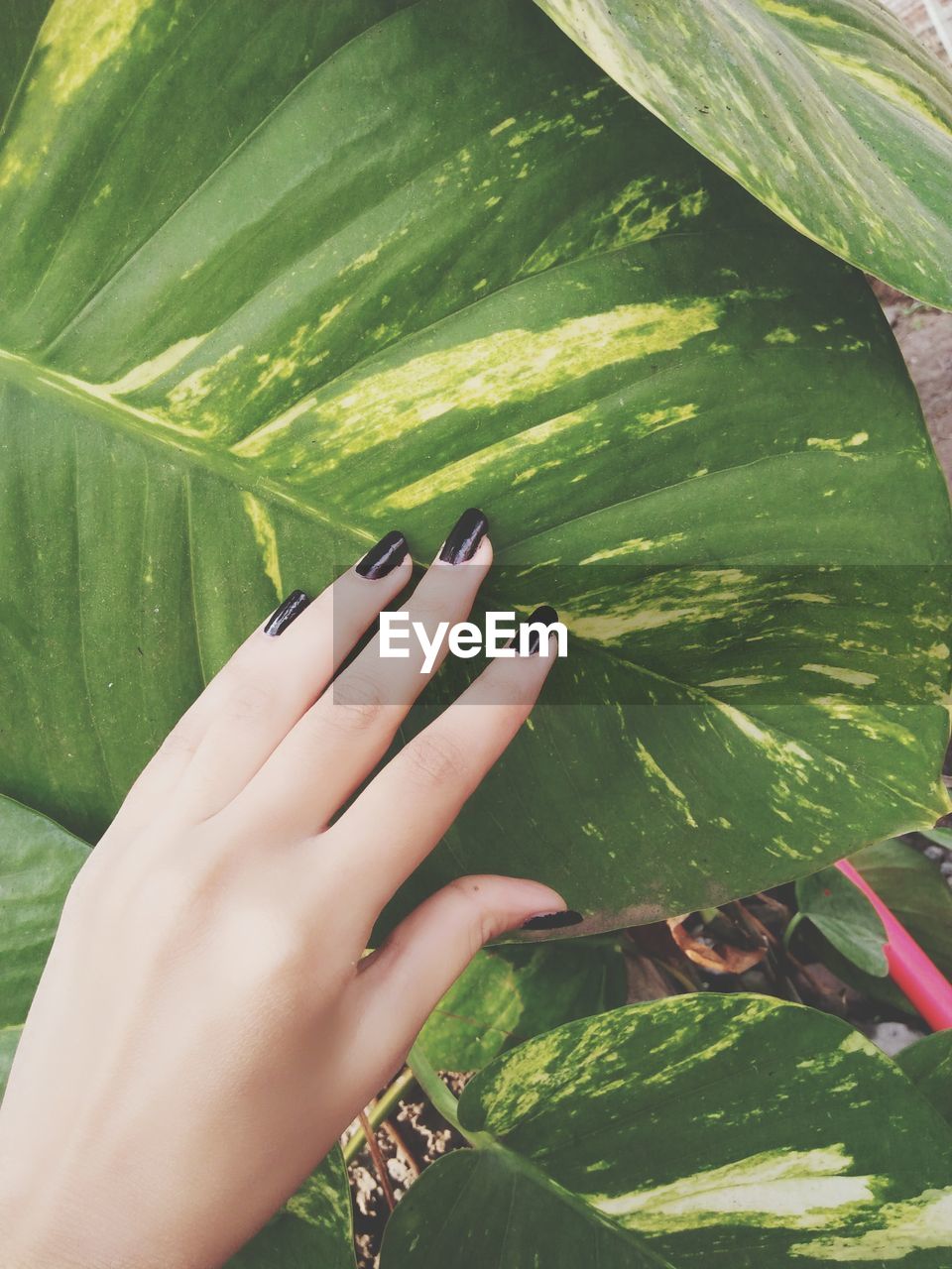 Close-up of hand touching leaf