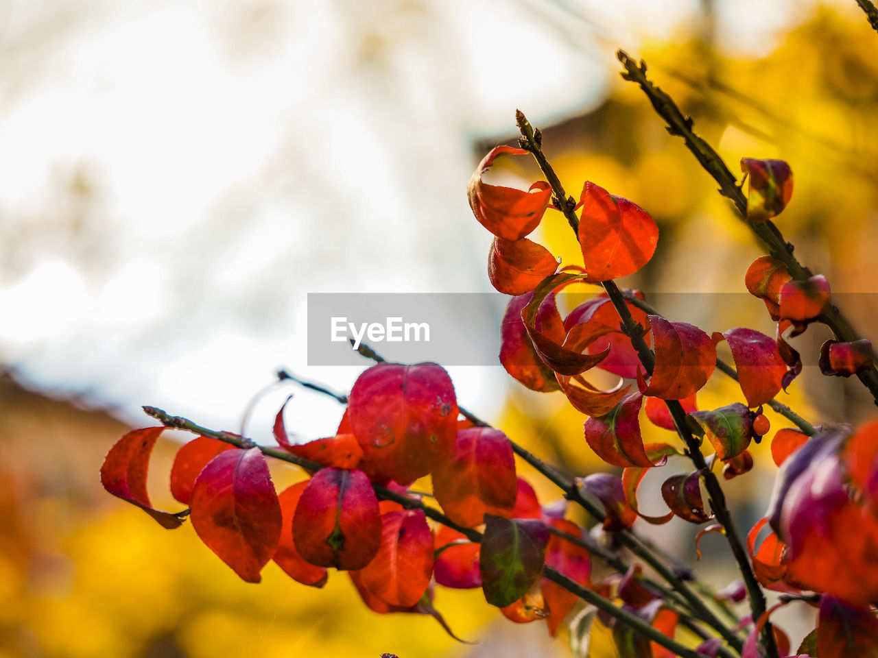 Close-up of red flowering plant against sky