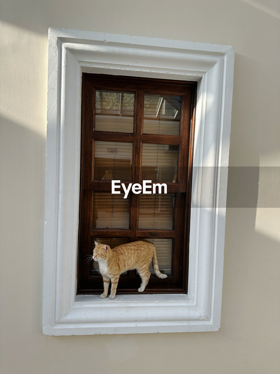 portrait of cat looking through window