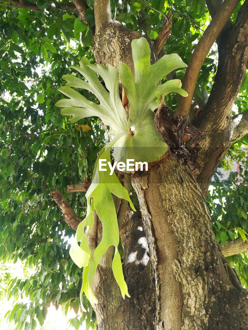 CLOSE-UP OF FRESH GREEN FLOWER TREE