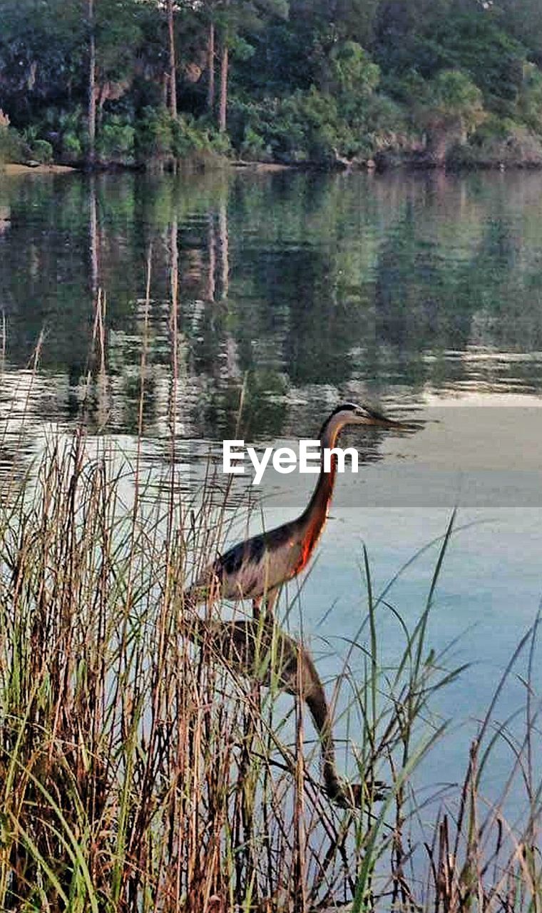 animals in the wild, animal themes, lake, one animal, bird, animal wildlife, water, nature, day, no people, reflection, outdoors, beauty in nature, stork, gray heron, grass, perching