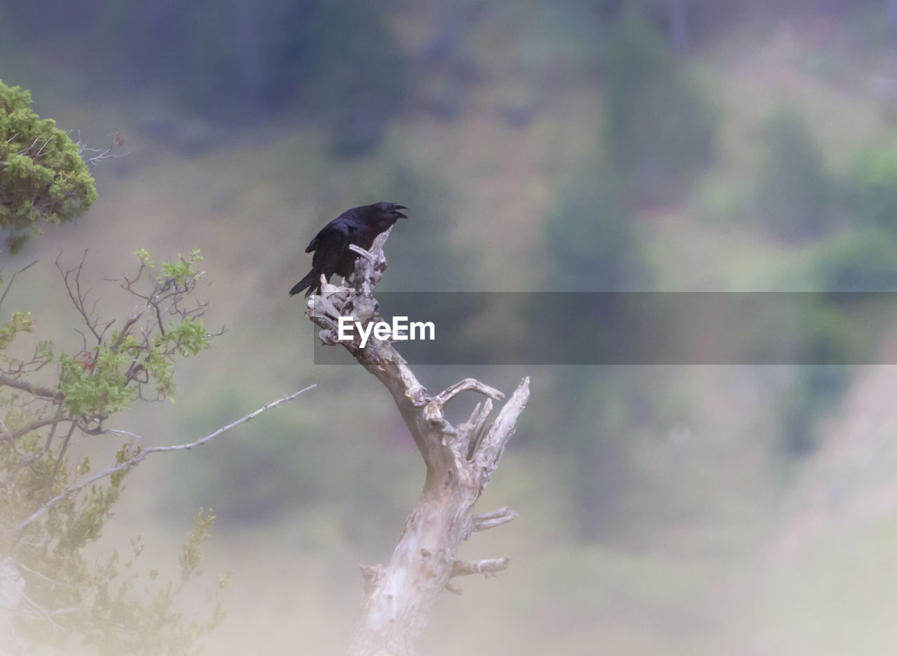 Black carrion crow, corvus corone, singing standing on a branch