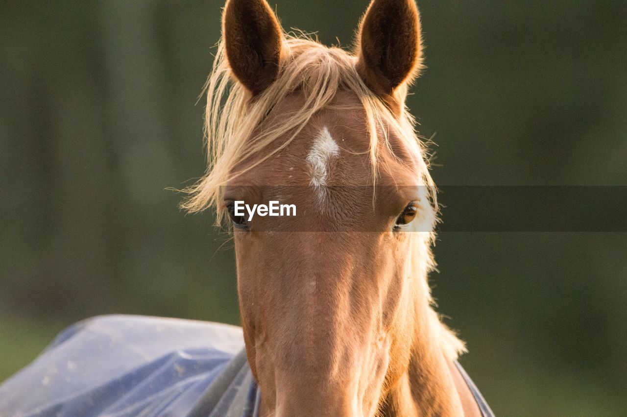 CLOSE-UP OF A HORSE IN RANCH