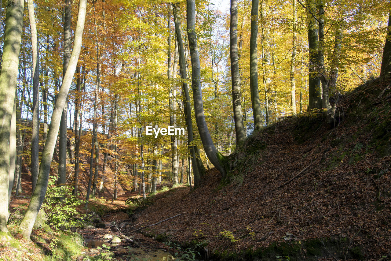 Trees in forest during autumn