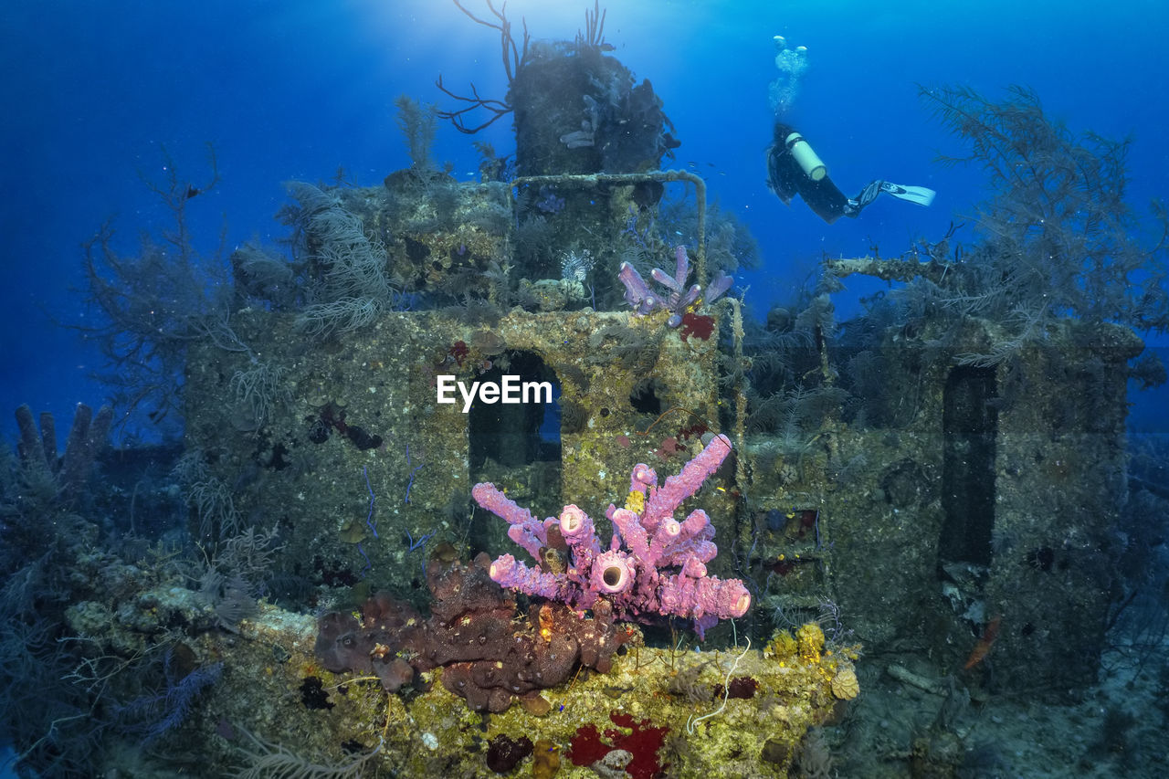 low section of man scuba diving in sea