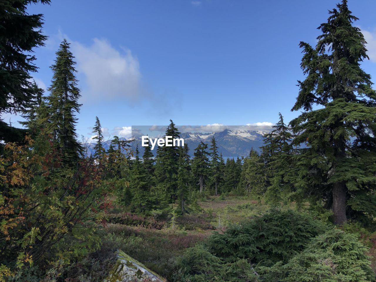 Scenic view of pine trees against sky