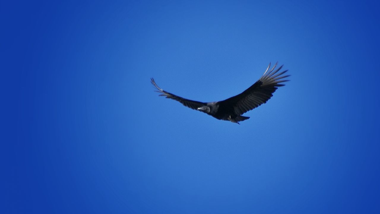 LOW ANGLE VIEW OF BIRDS FLYING AGAINST BLUE SKY