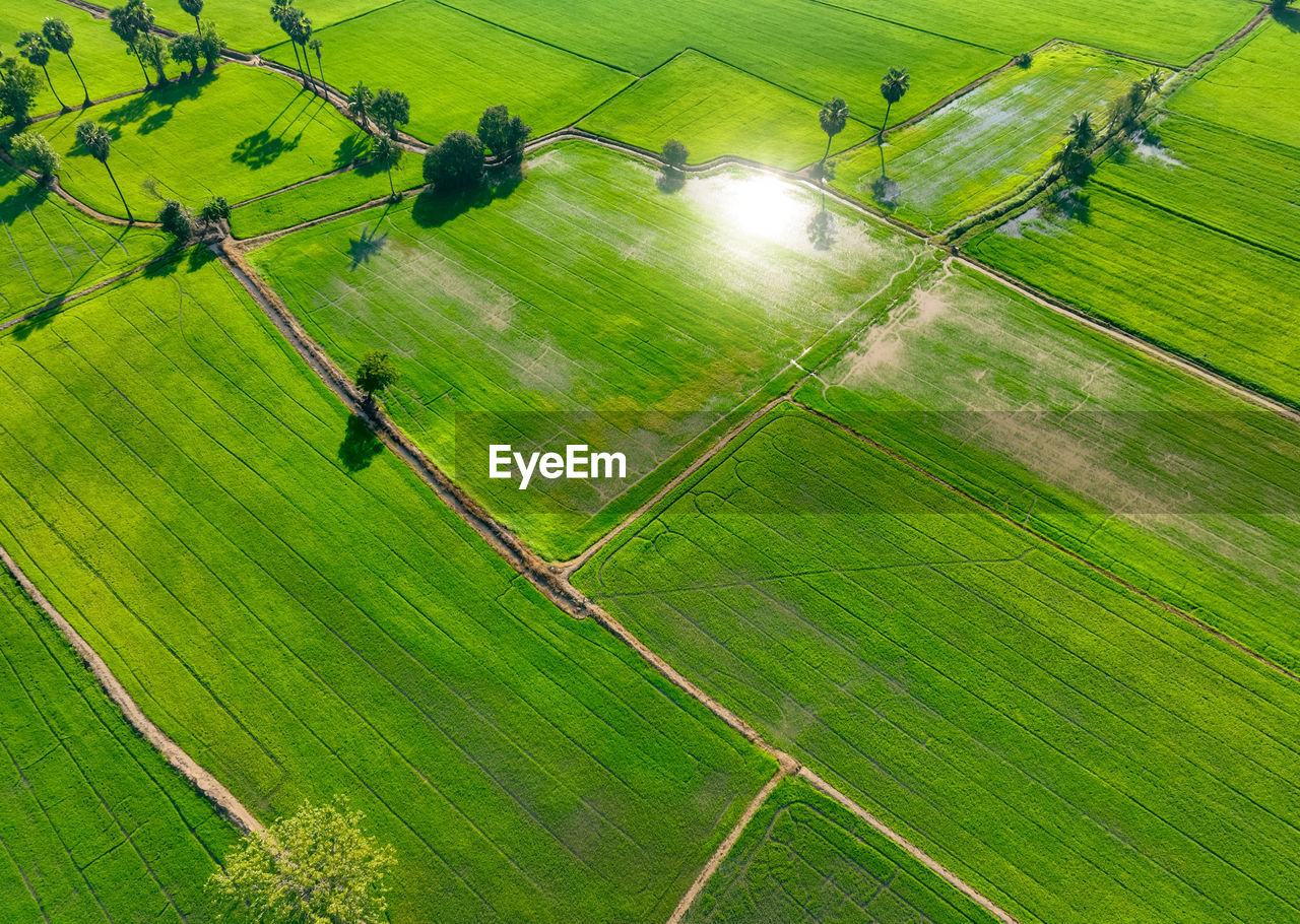 Aerial view of green rice field with trees in thailand. above view of agricultural field. rice plant