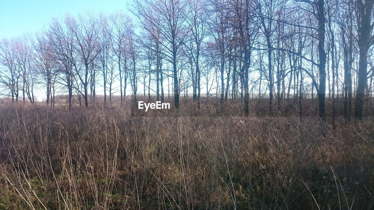 BARE TREES ON LANDSCAPE