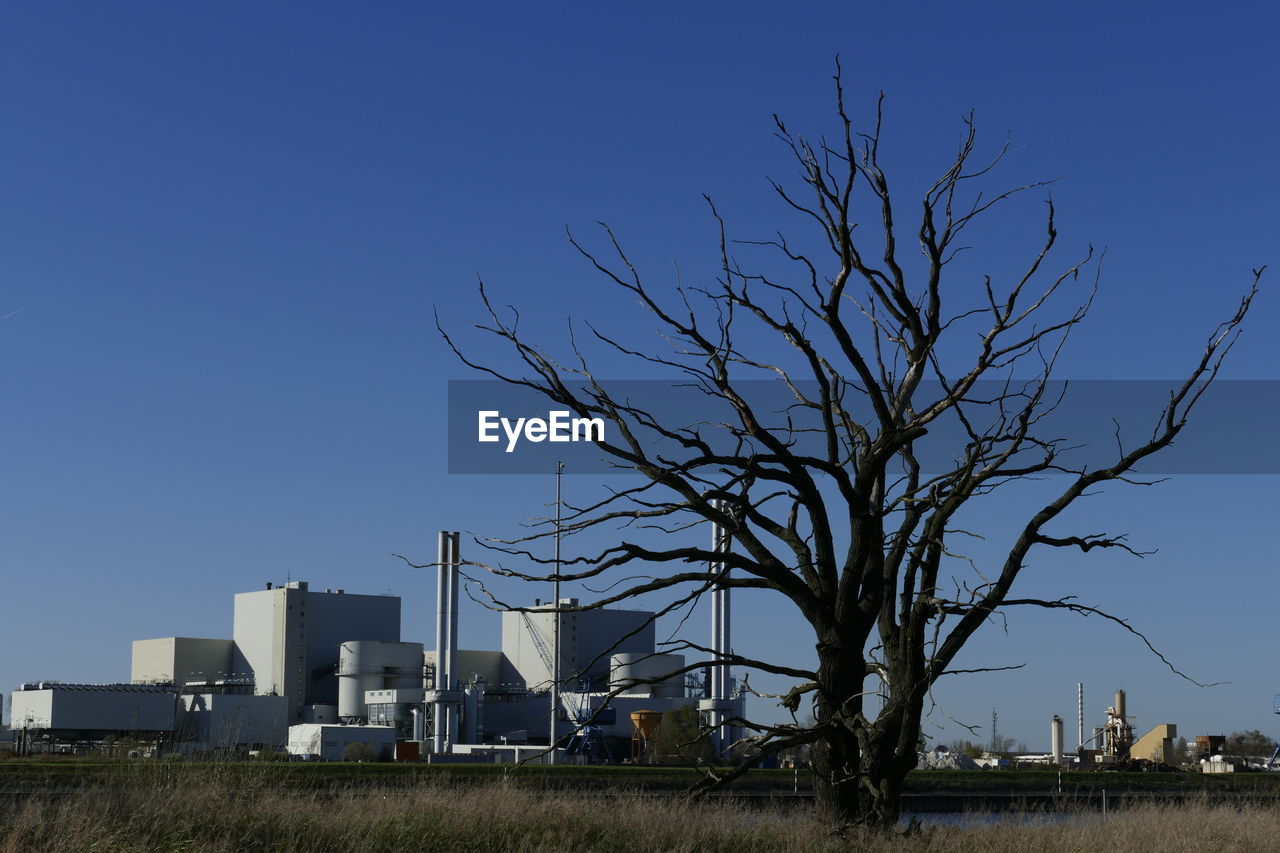 BARE TREE AGAINST CLEAR SKY