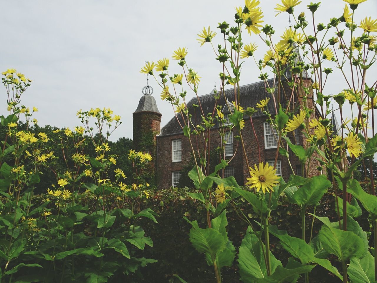 Yellow flowers in garden