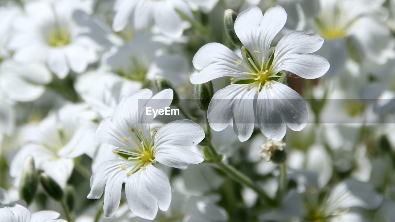 plant, flower, flowering plant, freshness, beauty in nature, white, fragility, close-up, blossom, petal, growth, flower head, nature, inflorescence, springtime, no people, macro photography, focus on foreground, botany, wildflower, outdoors, day, selective focus, tree