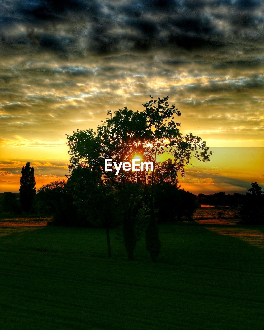 Trees on grassy field against sky during sunset