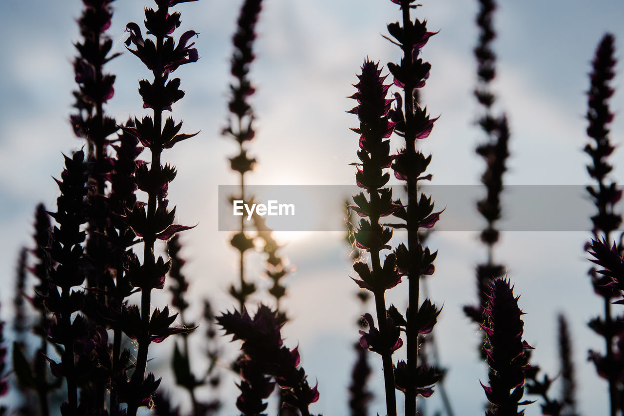 LOW ANGLE VIEW OF FLOWERING PLANTS AT SUNSET