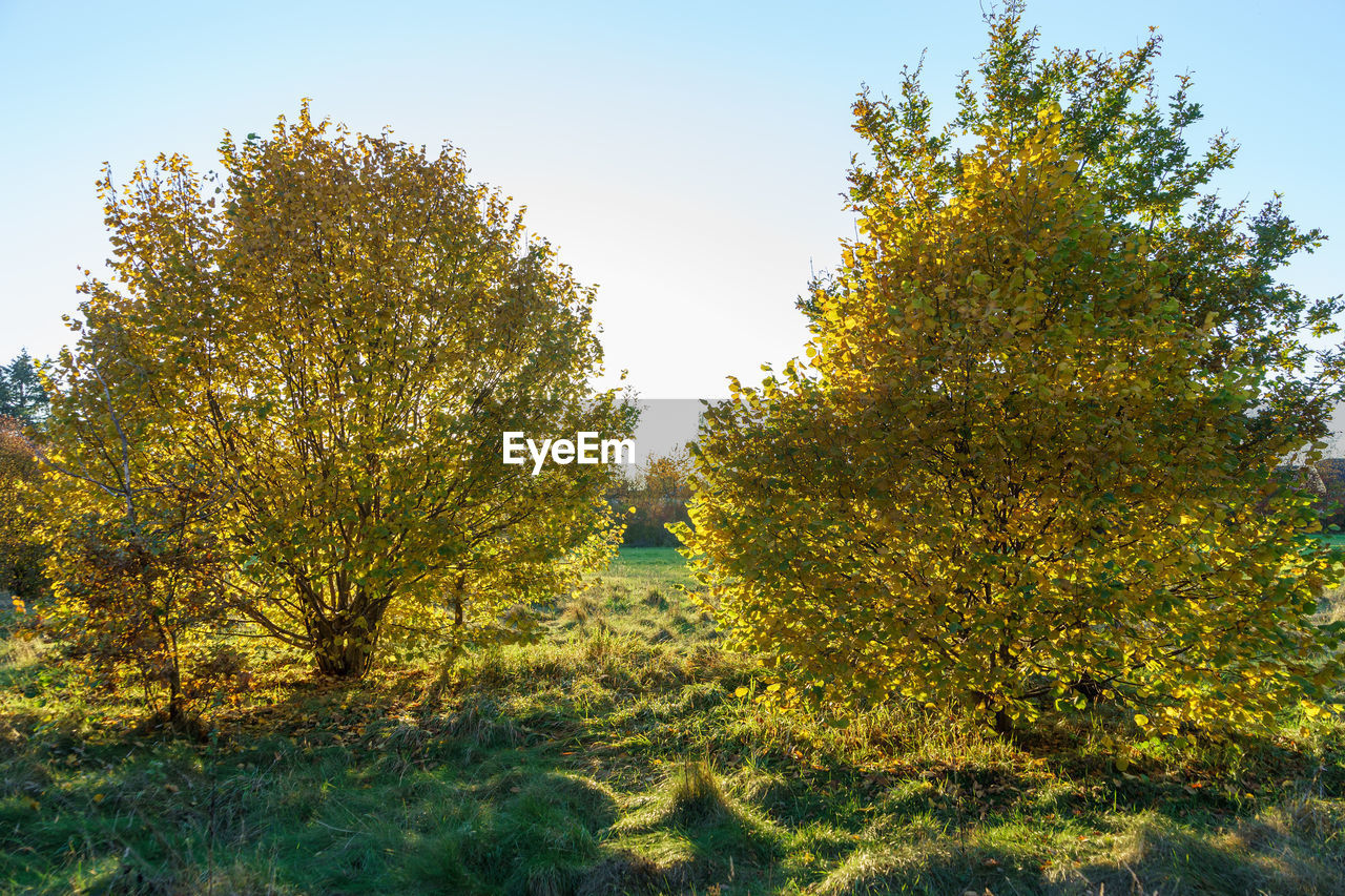 TREES AGAINST CLEAR SKY