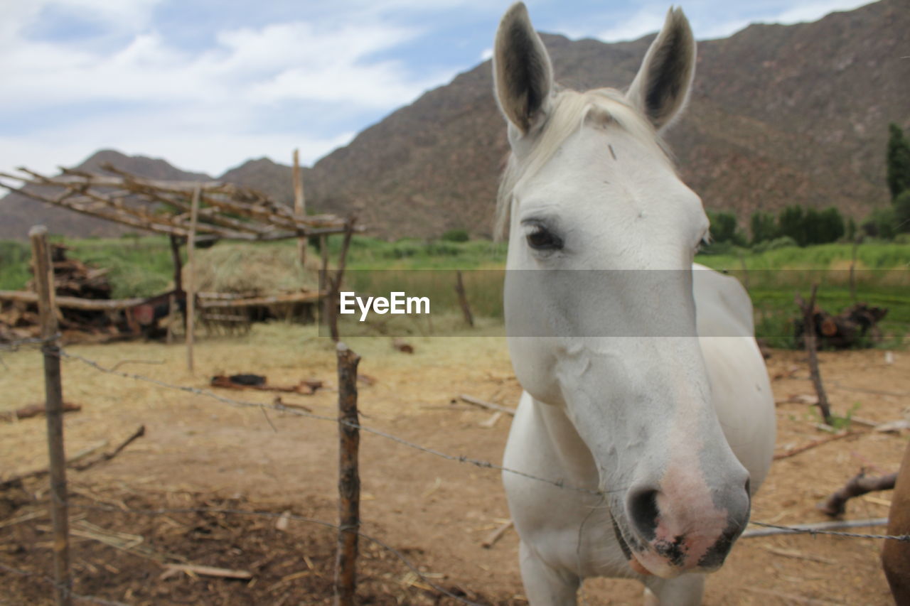 View of horse by fence with mountains against sky