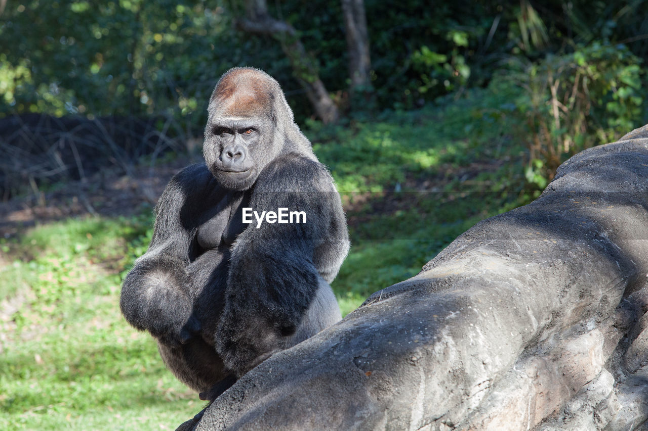 Portrait of gorilla in forest