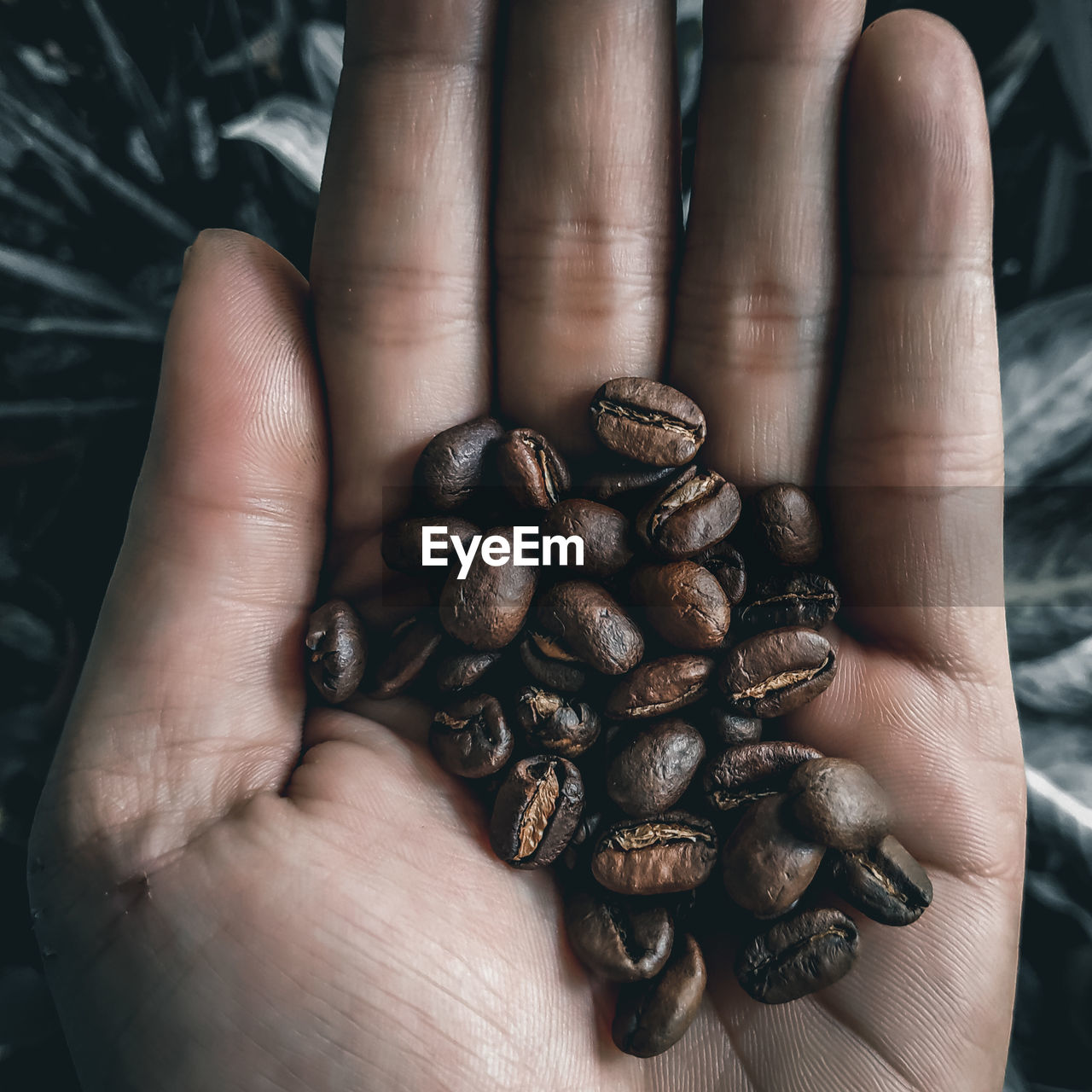 Close-up of hand holding coffee beans