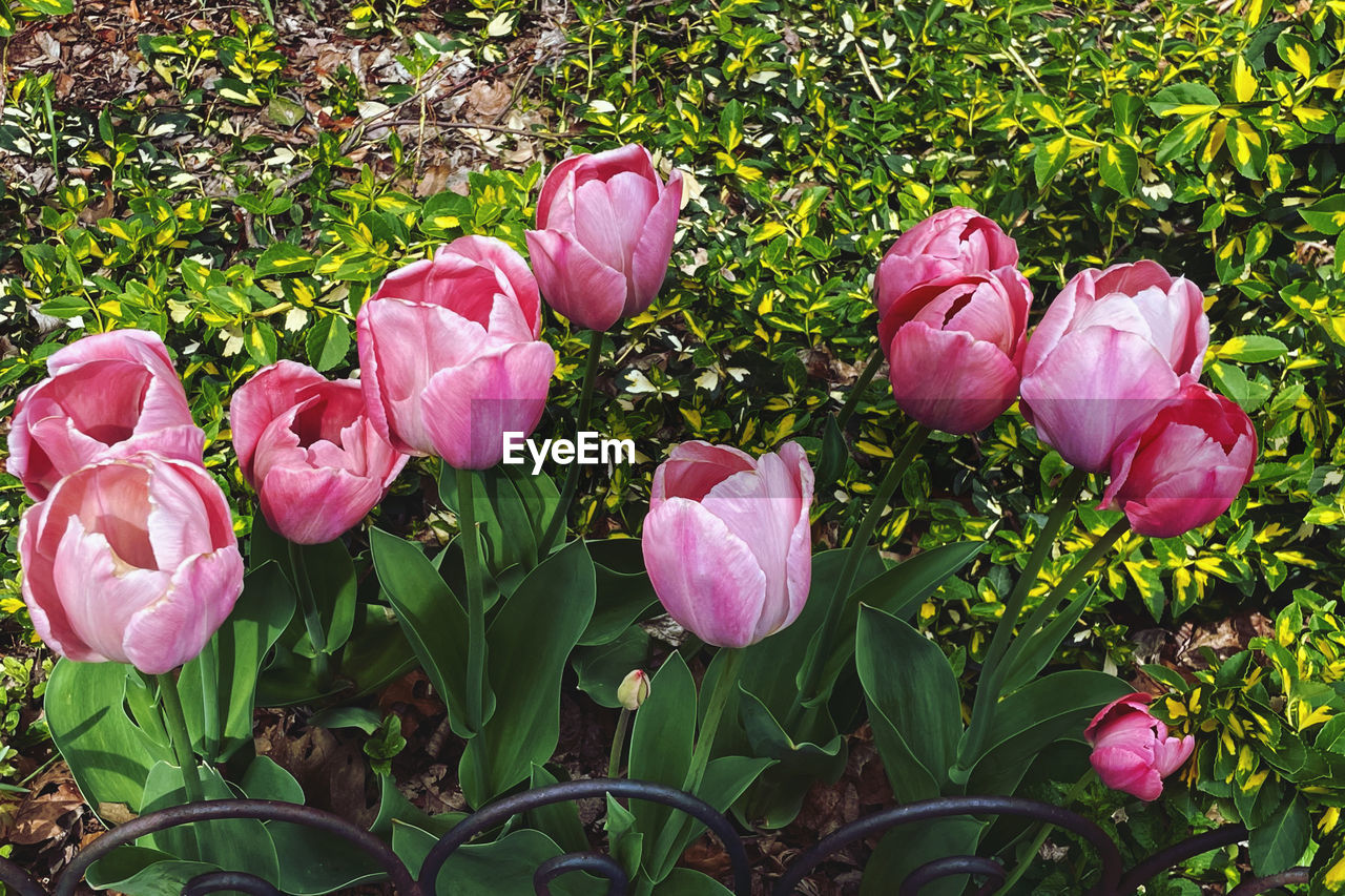 plant, flower, flowering plant, pink, beauty in nature, freshness, petal, nature, growth, fragility, close-up, inflorescence, no people, flower head, plant part, leaf, tulip, green, day, springtime, outdoors, land, rose, blossom, field, botany, grass