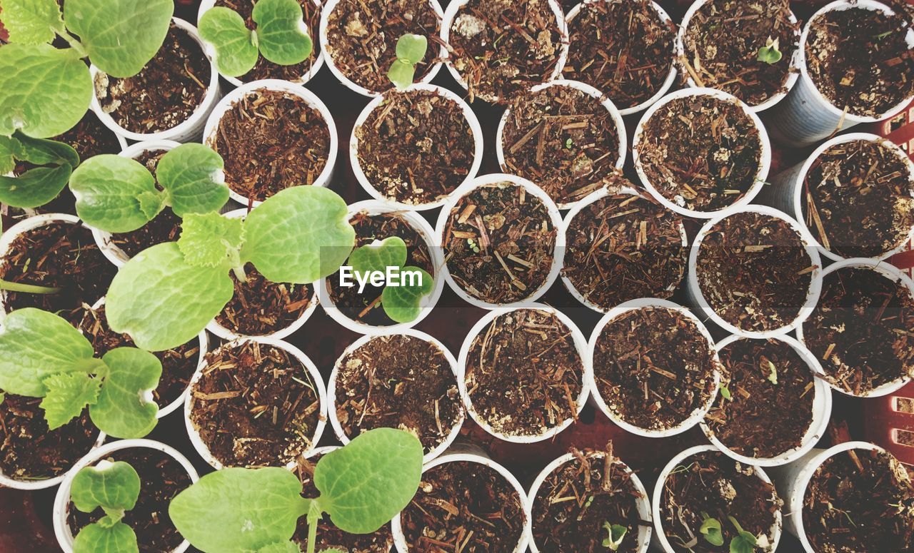 Top view of disposable cups with soil and plants