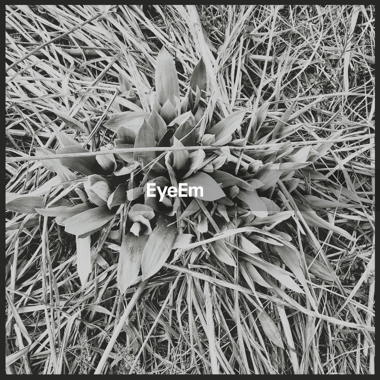 PLANTS GROWING ON FIELD