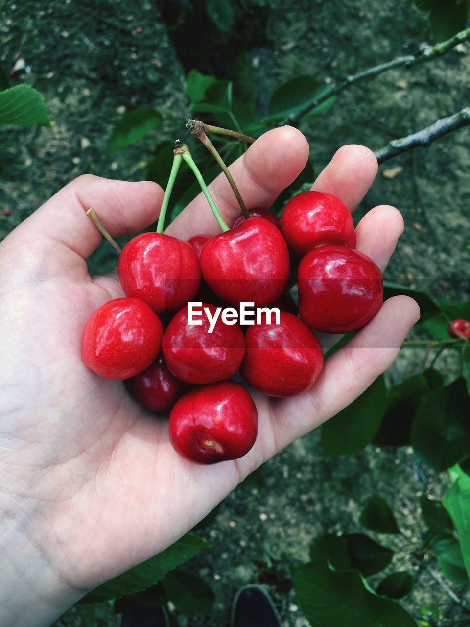 Close-up of hand holding cherries