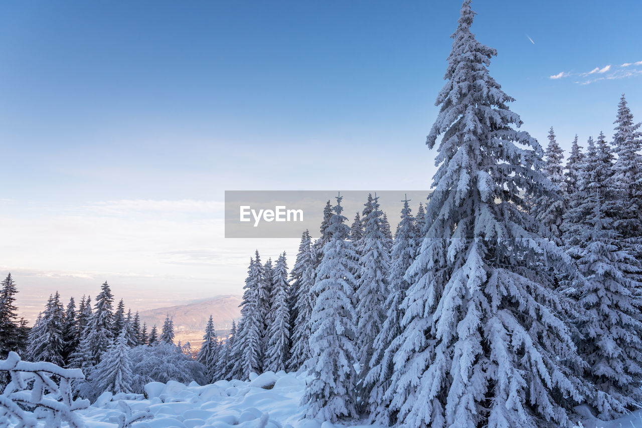 Forest pine trees in winter covered with snow in evening sunligh