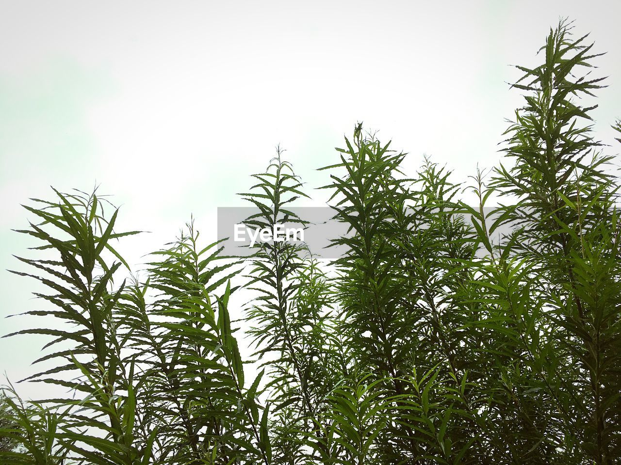 CLOSE-UP OF PLANTS AGAINST SKY