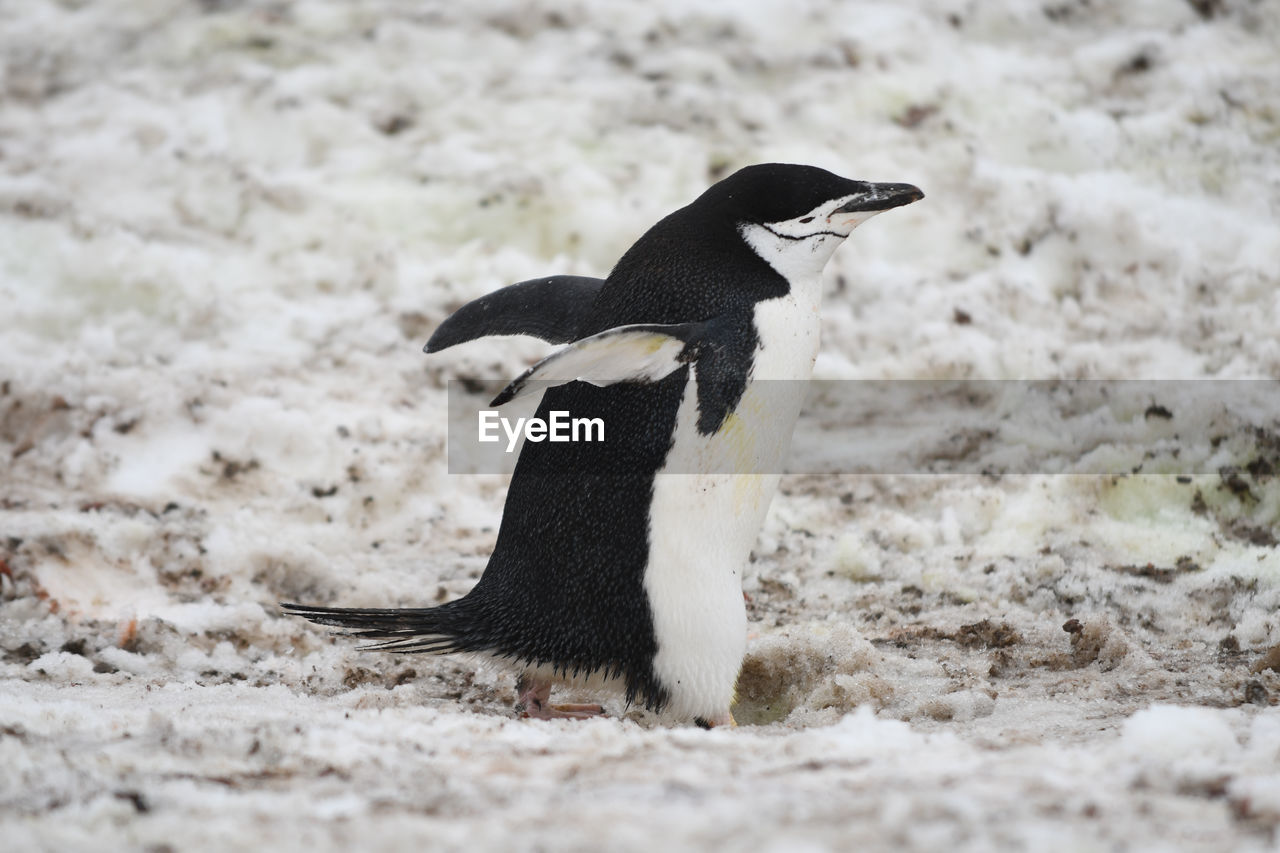 Chinstrap penguin