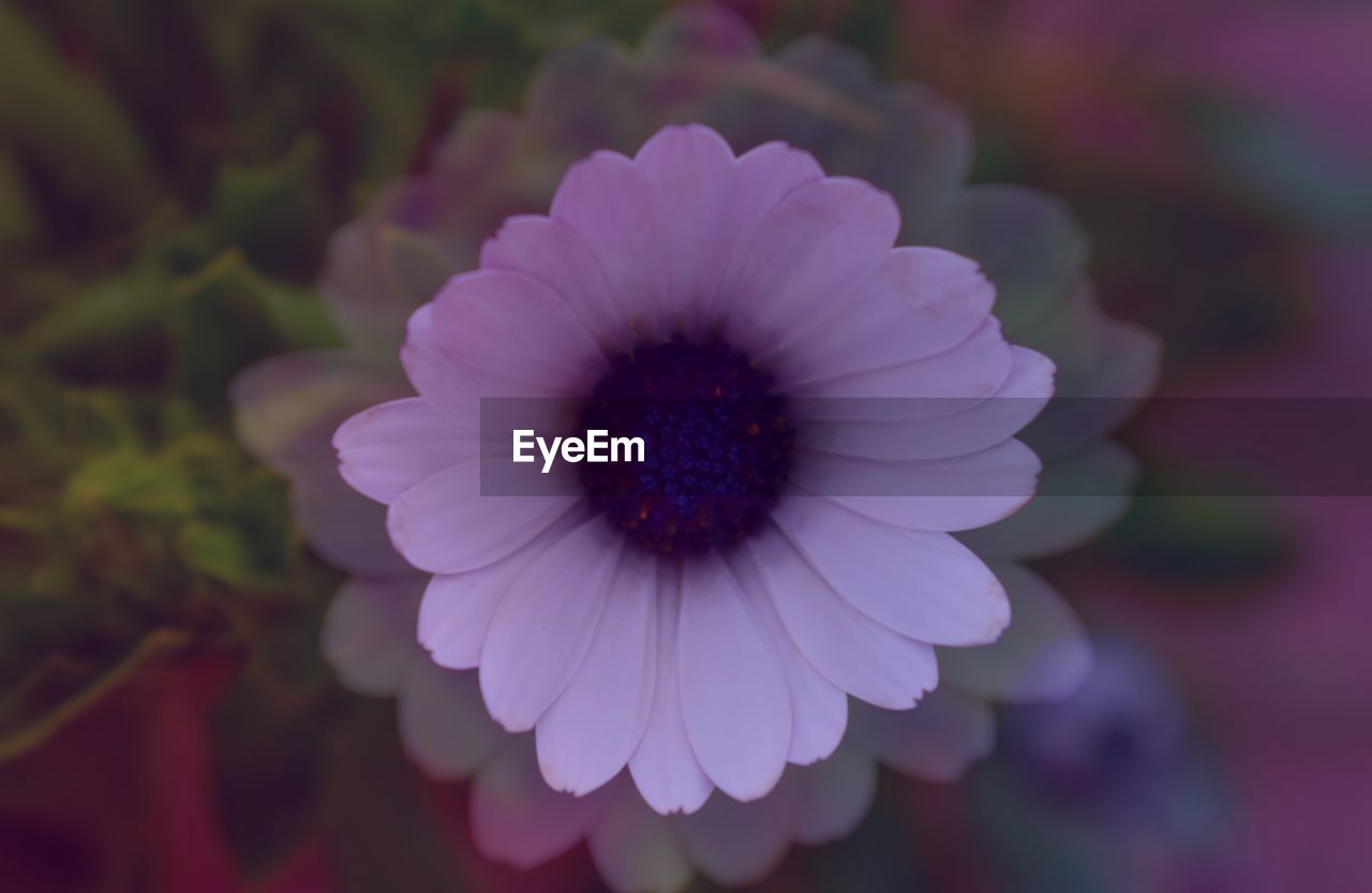 Close-up of purple flowering plant