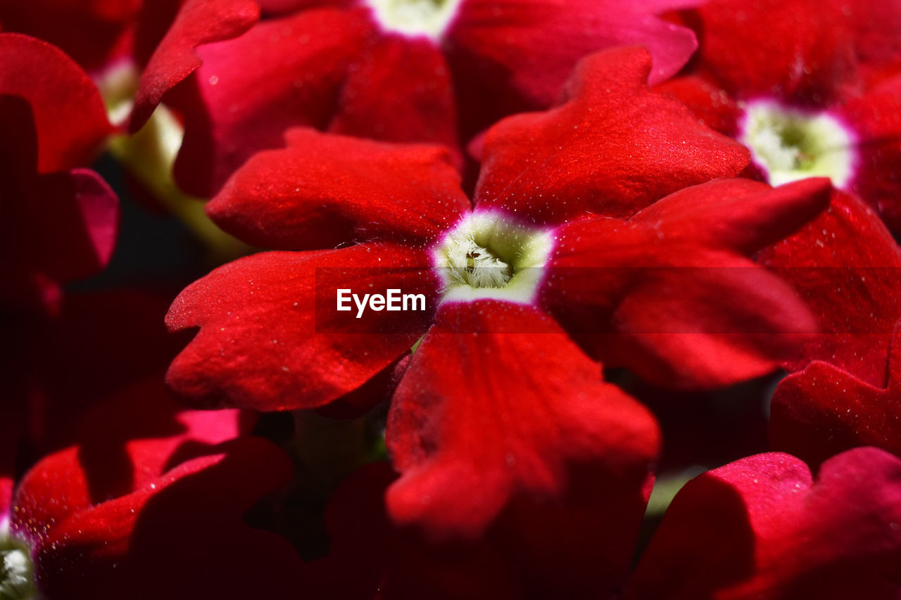 FULL FRAME SHOT OF RED FLOWERING PLANTS