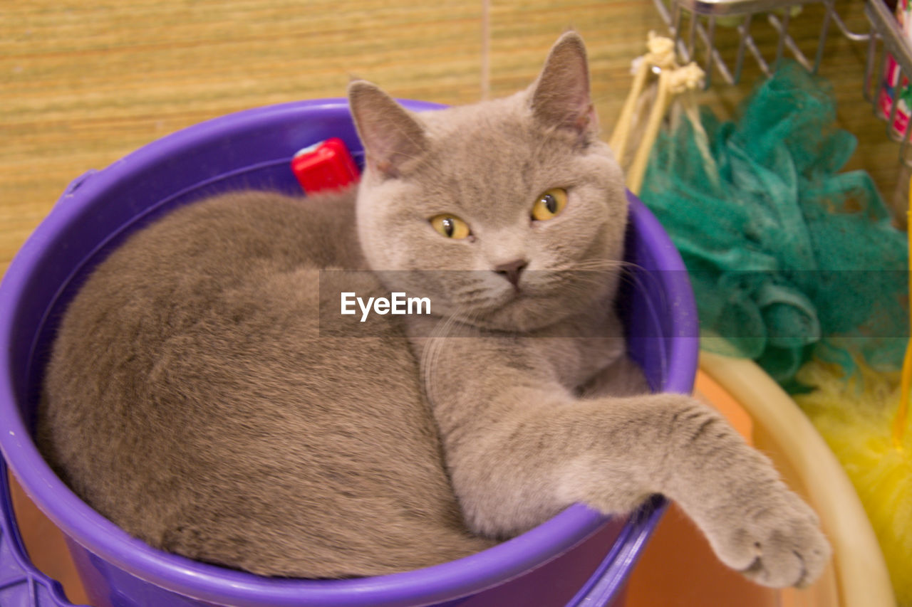 CLOSE-UP PORTRAIT OF A CAT WITH TOY