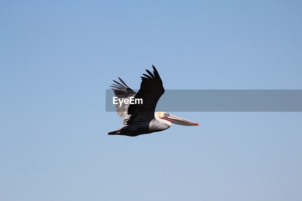 Low angle view of pelican flying against clear sky
