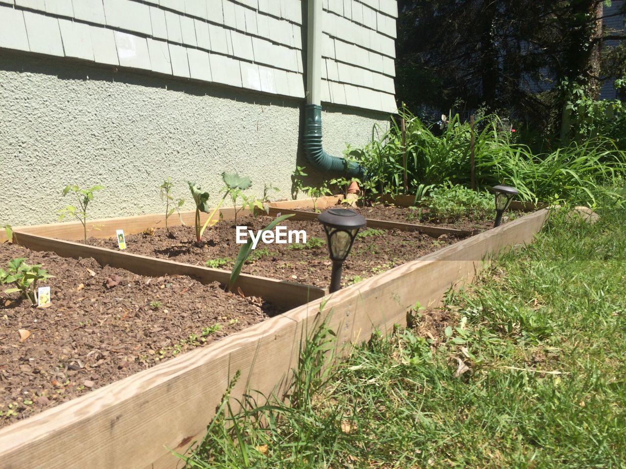 Plants growing in backyard