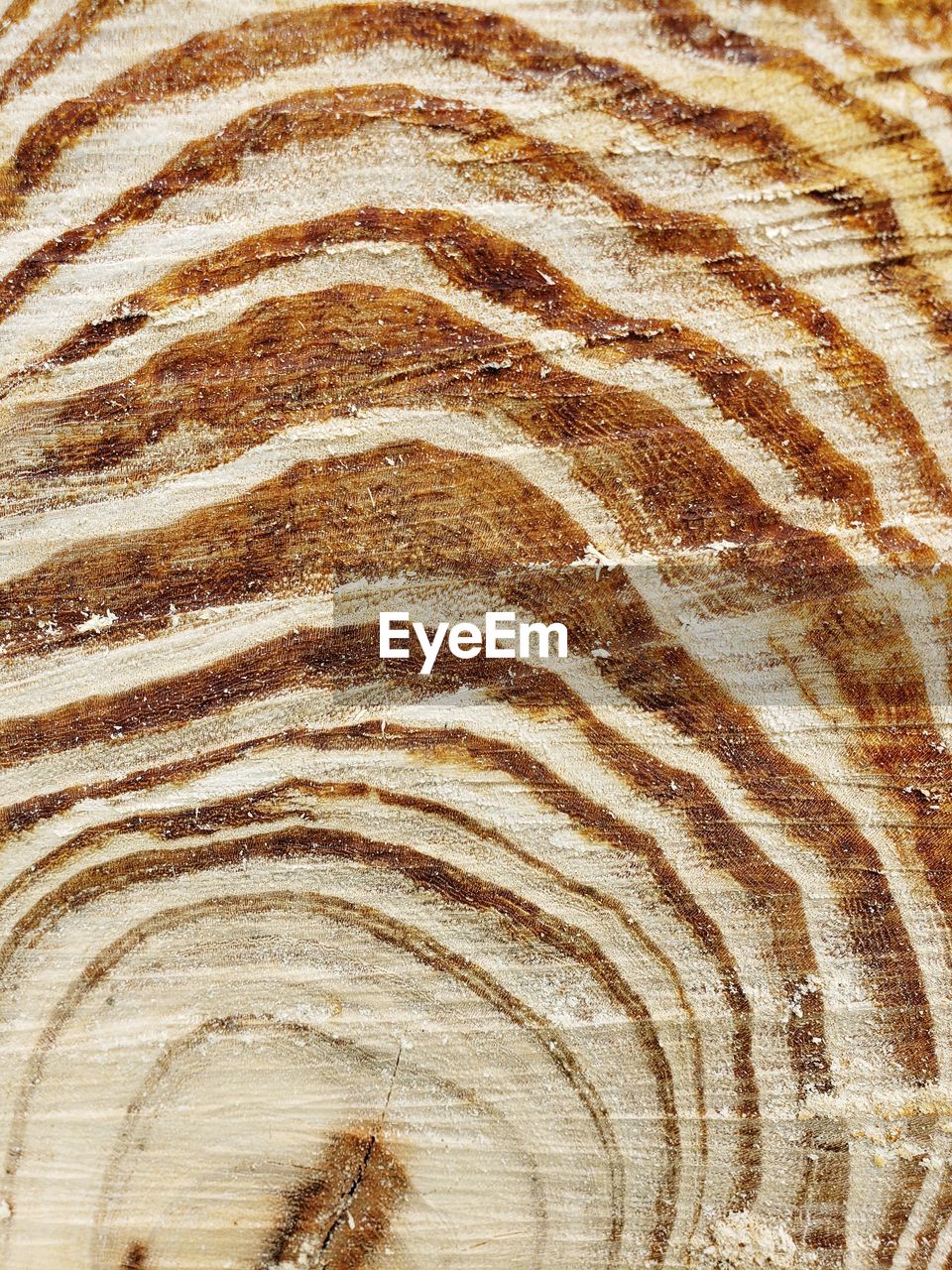 FULL FRAME SHOT OF WOOD WITH TREE