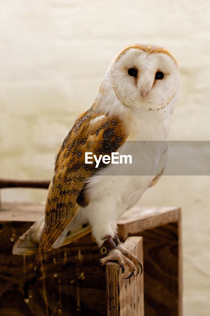 CLOSE-UP OF OWL PERCHING ON BRANCH