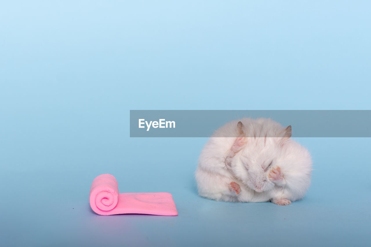 VIEW OF A CAT OVER BLUE BACKGROUND