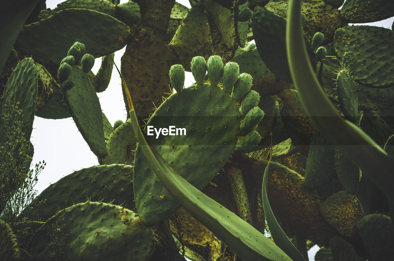 Low angle view of prickly pear cactus