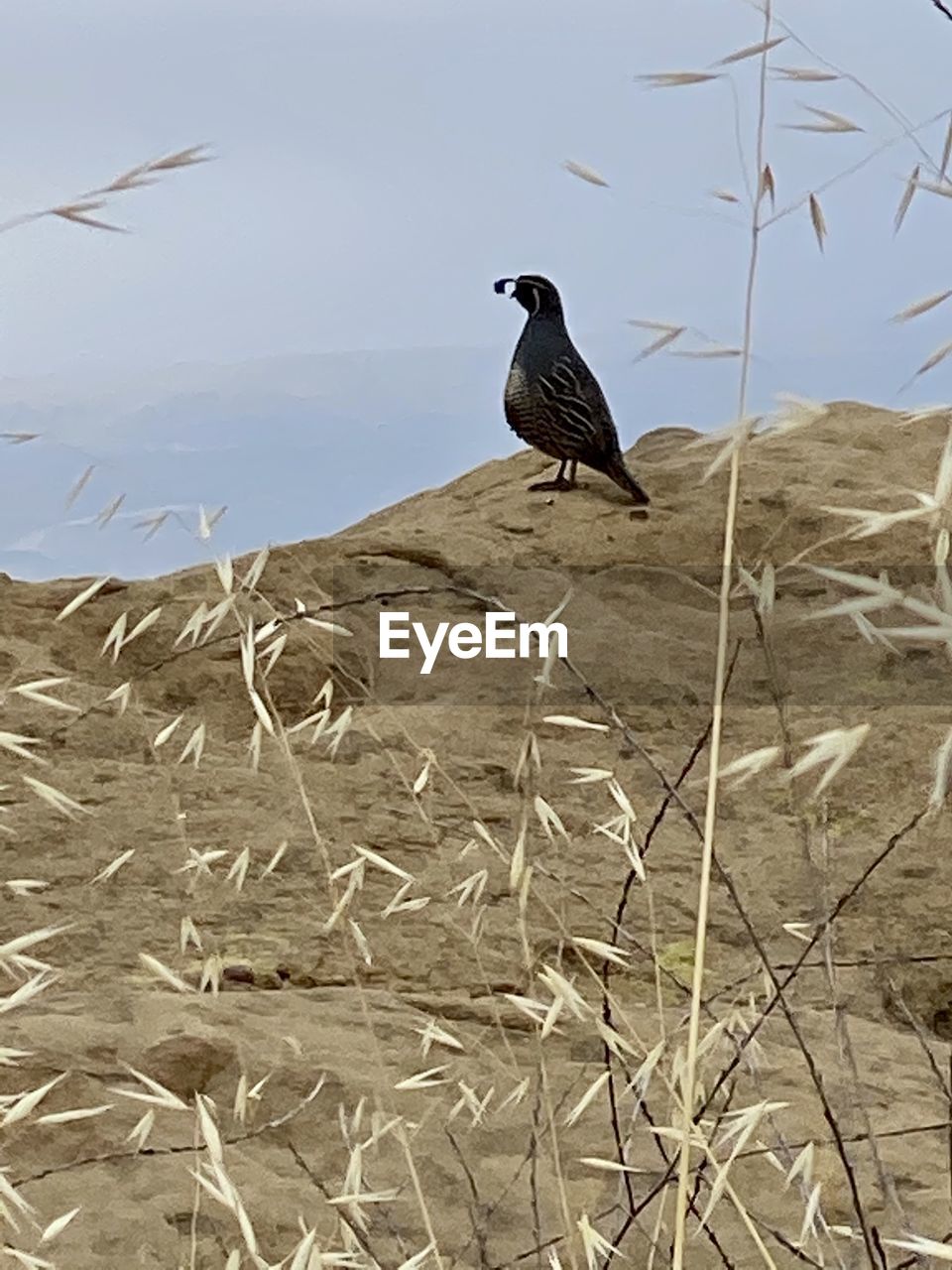 BIRD ON A LAND