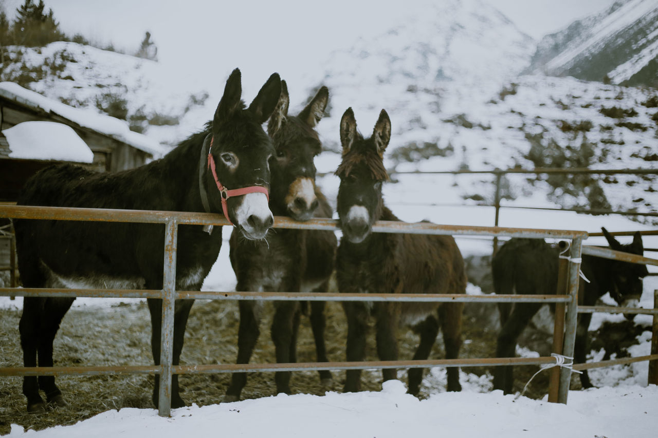 HORSES ON SNOW FIELD DURING WINTER