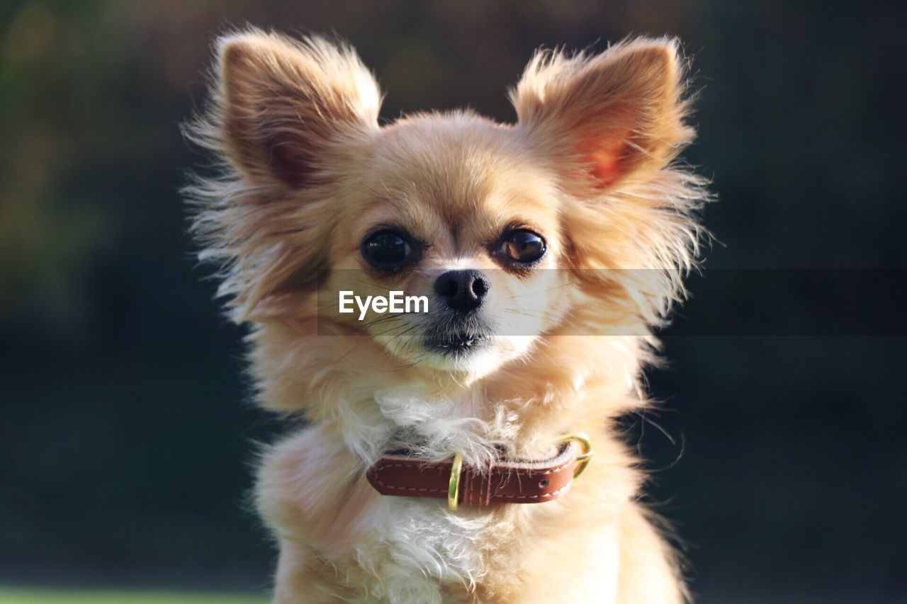 CLOSE-UP PORTRAIT OF DOGS