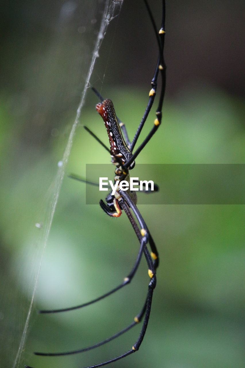 Close-up of spider on web