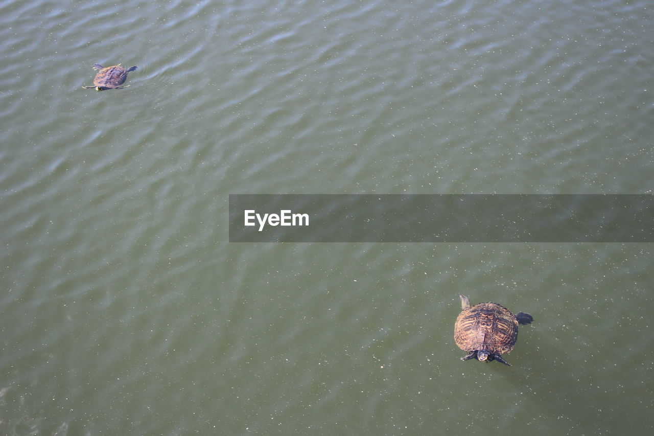 HIGH ANGLE VIEW OF DUCKS SWIMMING ON LAKE